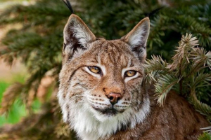 Európai lynx - elegáns ragadozó